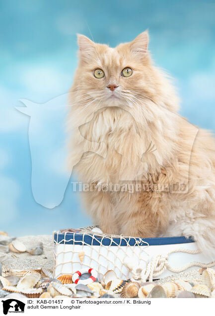 ausgewachsene Deutsch Langhaar / adult German Longhair / KAB-01457