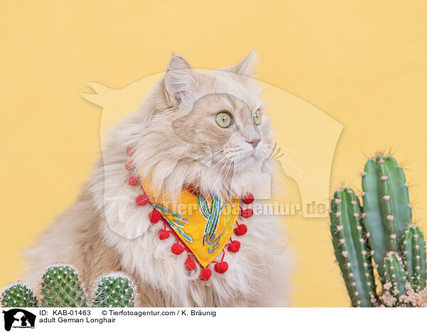 ausgewachsene Deutsch Langhaar / adult German Longhair / KAB-01463