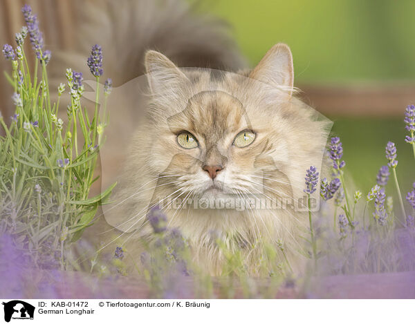 Deutsch Langhaar / German Longhair / KAB-01472