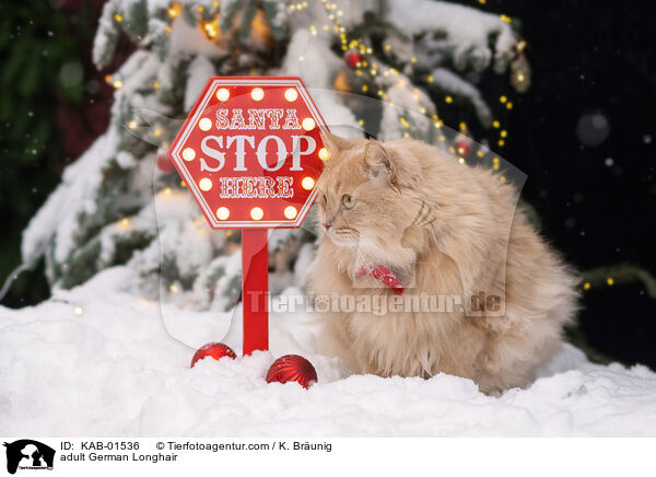 ausgewachsene Deutsch Langhaar / adult German Longhair / KAB-01536