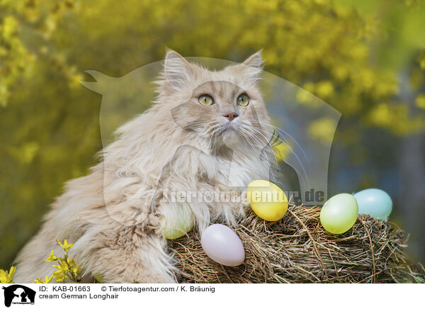 cremefarbene Deutsch Langhaar / cream German Longhair / KAB-01663