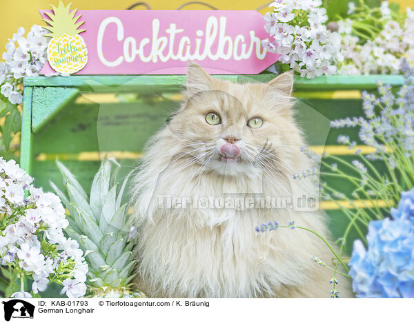 German Longhair / KAB-01793