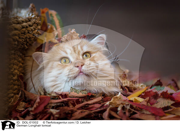 Deutsch Langhaar Kater / German Longhair tomcat / DOL-01002