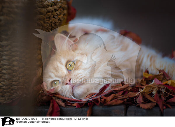 Deutsch Langhaar Kater / German Longhair tomcat / DOL-01003