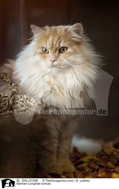 Deutsch Langhaar Kater / German Longhair tomcat / DOL-01006