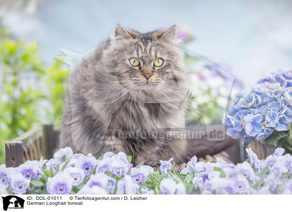 Deutsch Langhaar Kater / German Longhair tomcat / DOL-01011
