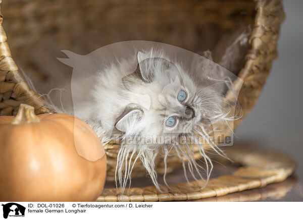 Deutsch Langhaar Katze / female German Longhair / DOL-01026