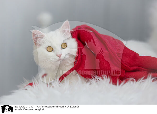 Deutsch Langhaar Katze / female German Longhair / DOL-01032