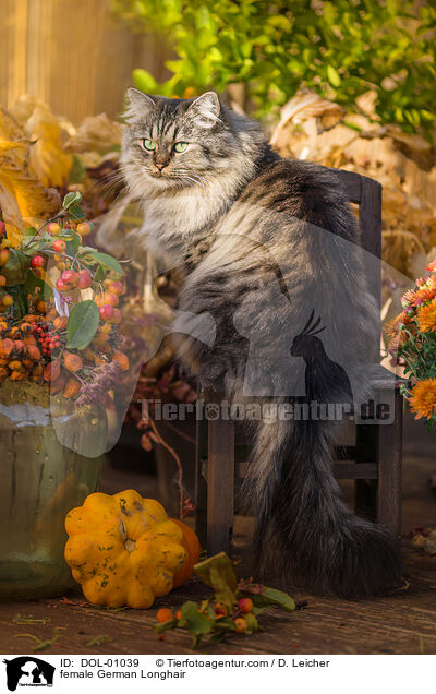 Deutsch Langhaar Katze / female German Longhair / DOL-01039