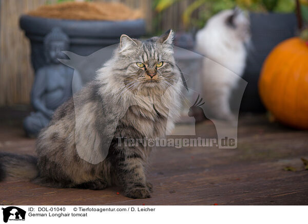 Deutsch Langhaar Kater / German Longhair tomcat / DOL-01040