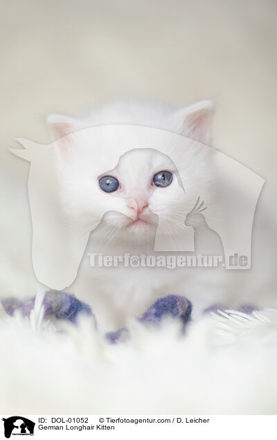 Deutsch Langhaar Ktzchen / German Longhair Kitten / DOL-01052