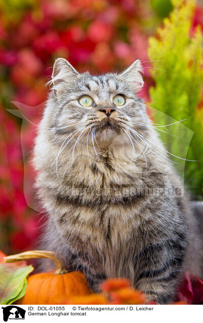 Deutsch Langhaar Kater / German Longhair tomcat / DOL-01055