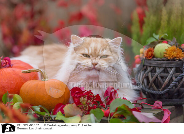 Deutsch Langhaar Kater / German Longhair tomcat / DOL-01057