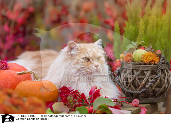 Deutsch Langhaar Kater / German Longhair tomcat / DOL-01058