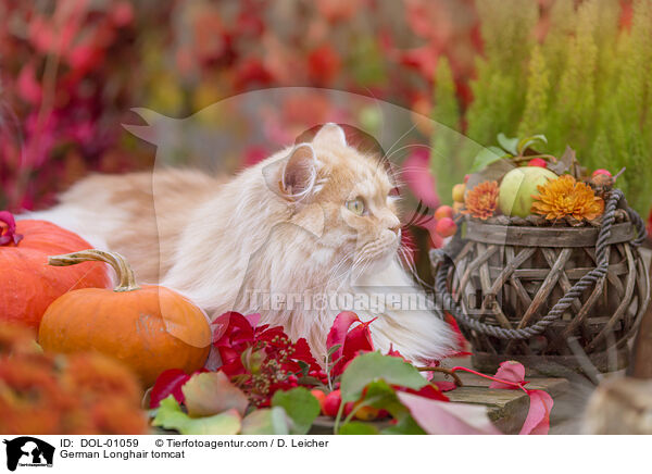 Deutsch Langhaar Kater / German Longhair tomcat / DOL-01059