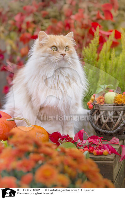 Deutsch Langhaar Kater / German Longhair tomcat / DOL-01062