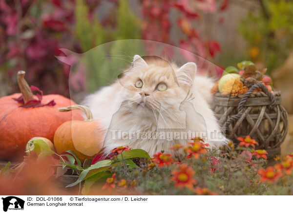 Deutsch Langhaar Kater / German Longhair tomcat / DOL-01066
