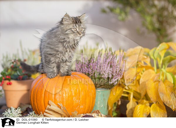 Deutsch Langhaar Ktzchen / German Longhair Kitten / DOL-01080