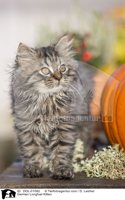 Deutsch Langhaar Ktzchen / German Longhair Kitten / DOL-01082