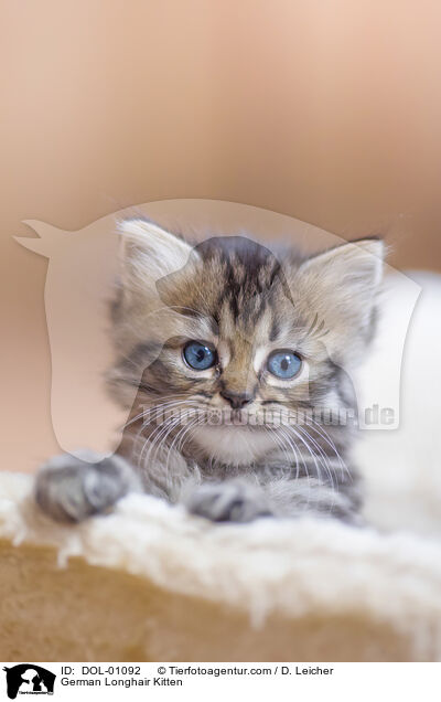 Deutsch Langhaar Ktzchen / German Longhair Kitten / DOL-01092