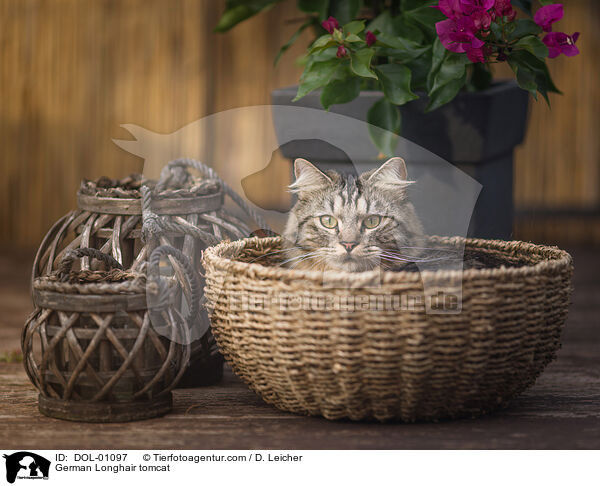Deutsch Langhaar Kater / German Longhair tomcat / DOL-01097