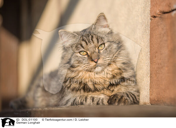 Deutsch Langhaar / German Longhair / DOL-01100