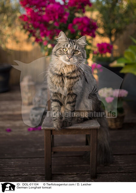 Deutsch Langhaar Kater / German Longhair tomcat / DOL-01104