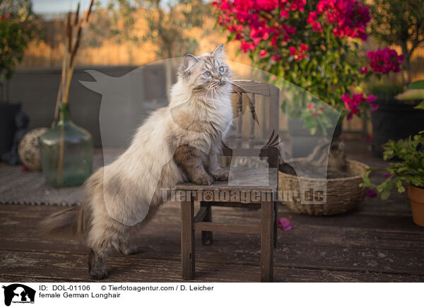 Deutsch Langhaar Katze / female German Longhair / DOL-01106