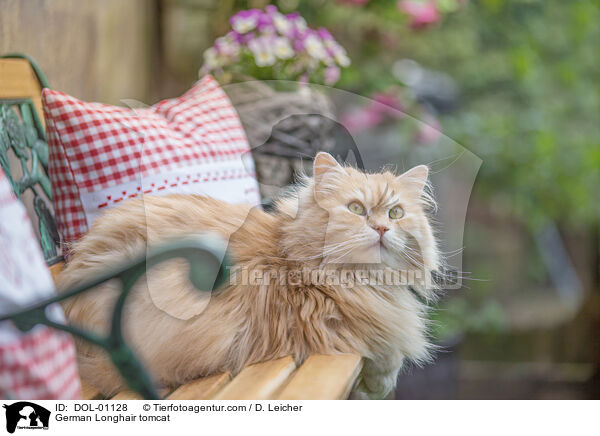 Deutsch Langhaar Kater / German Longhair tomcat / DOL-01128