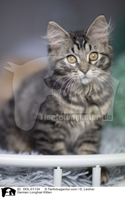 Deutsch Langhaar Ktzchen / German Longhair Kitten / DOL-01134