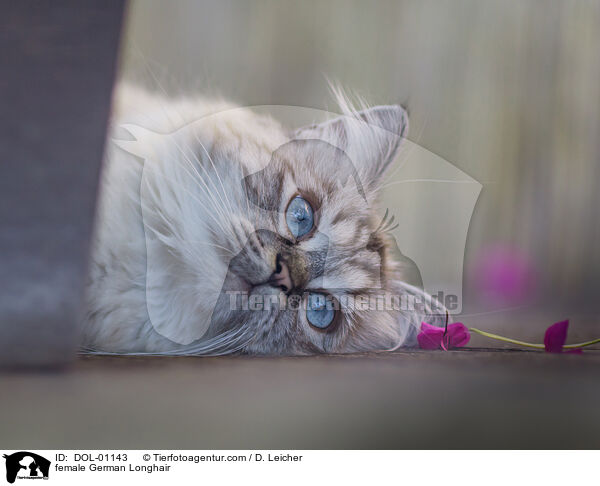 Deutsch Langhaar Katze / female German Longhair / DOL-01143