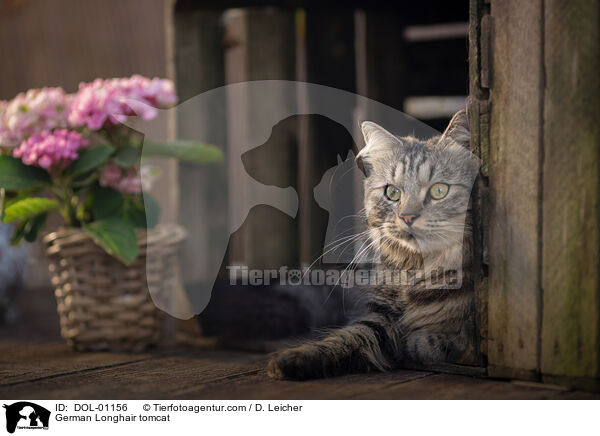 Deutsch Langhaar Kater / German Longhair tomcat / DOL-01156