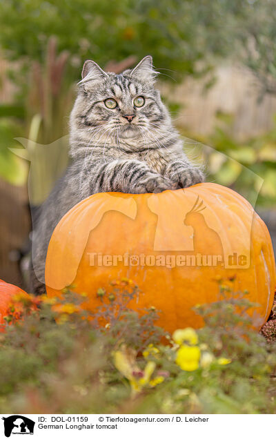 Deutsch Langhaar Kater / German Longhair tomcat / DOL-01159