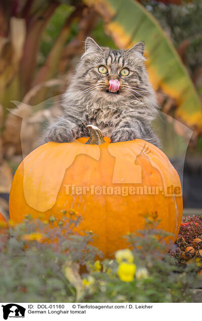 Deutsch Langhaar Kater / German Longhair tomcat / DOL-01160