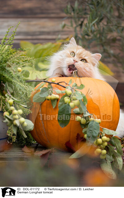 Deutsch Langhaar Kater / German Longhair tomcat / DOL-01172