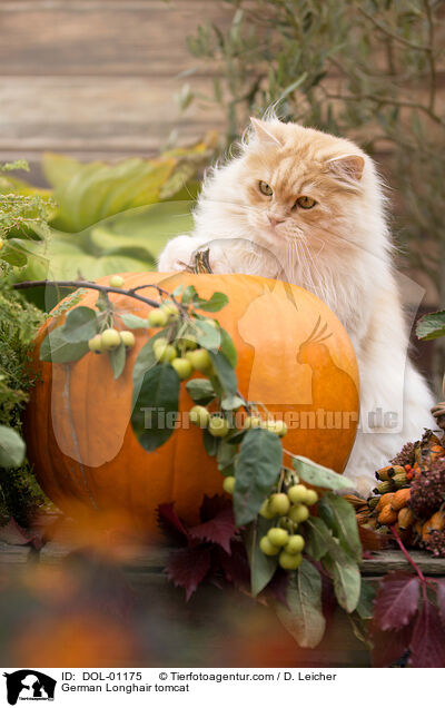 Deutsch Langhaar Kater / German Longhair tomcat / DOL-01175