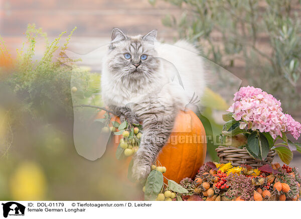 Deutsch Langhaar Katze / female German Longhair / DOL-01179