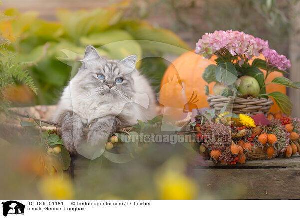 Deutsch Langhaar Katze / female German Longhair / DOL-01181