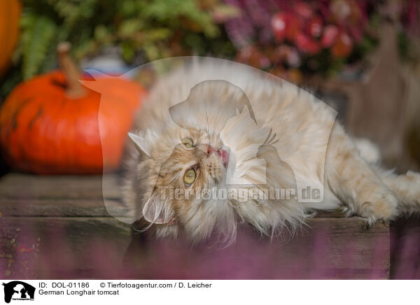 Deutsch Langhaar Kater / German Longhair tomcat / DOL-01186