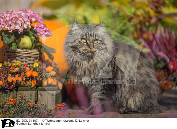Deutsch Langhaar Kater / German Longhair tomcat / DOL-01187