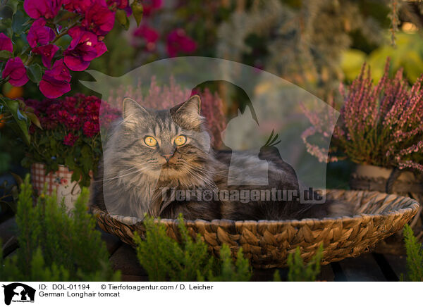 Deutsch Langhaar Kater / German Longhair tomcat / DOL-01194