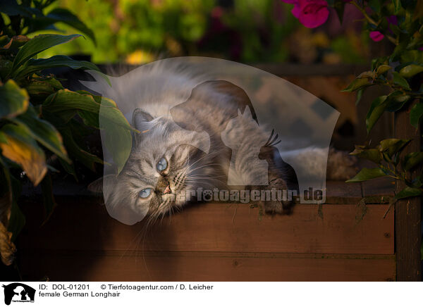 Deutsch Langhaar Katze / female German Longhair / DOL-01201