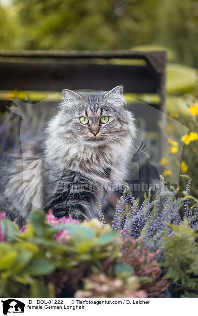 Deutsch Langhaar Katze / female German Longhair / DOL-01222