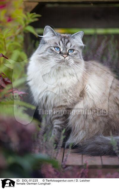 Deutsch Langhaar Katze / female German Longhair / DOL-01225
