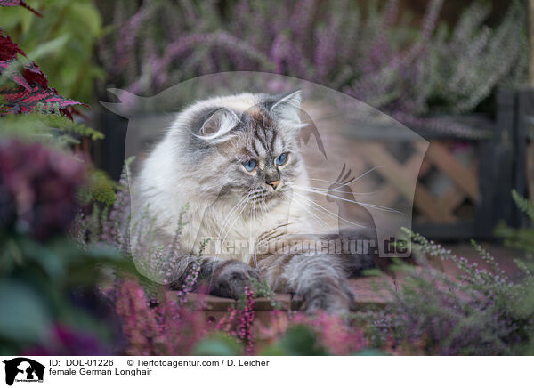 Deutsch Langhaar Katze / female German Longhair / DOL-01226