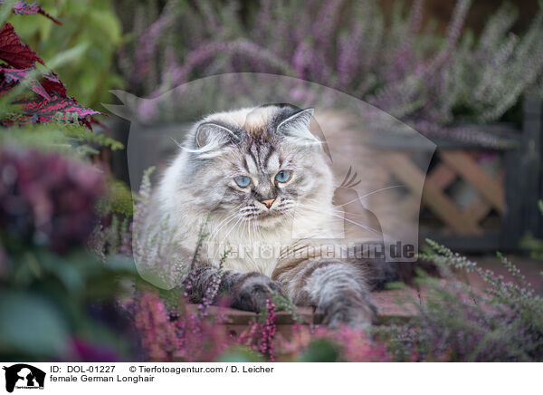 Deutsch Langhaar Katze / female German Longhair / DOL-01227