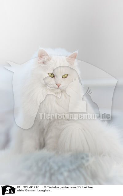 weie Deutsch Langhaar / white German Longhair / DOL-01240