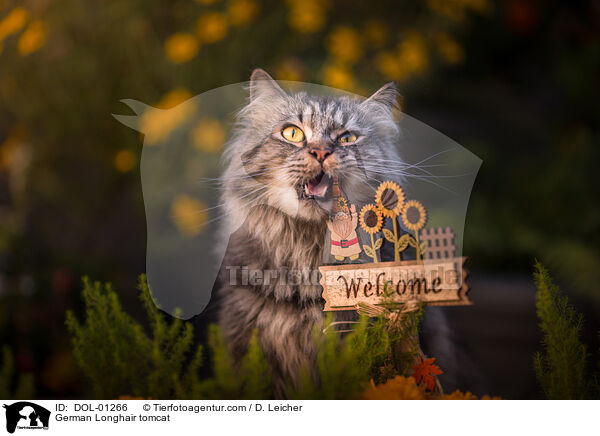 Deutsch Langhaar Kater / German Longhair tomcat / DOL-01266