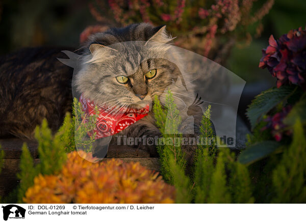 Deutsch Langhaar Kater / German Longhair tomcat / DOL-01269