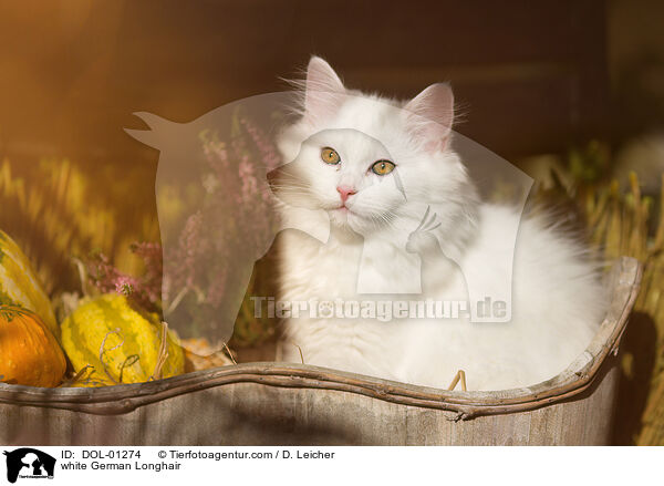 weie Deutsch Langhaar / white German Longhair / DOL-01274